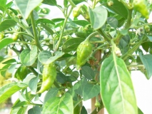 Habanero Tasmanian