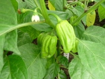 004