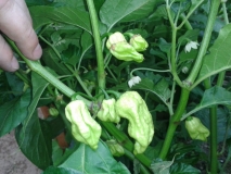 20150708 095015