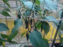 Jalapena10071503