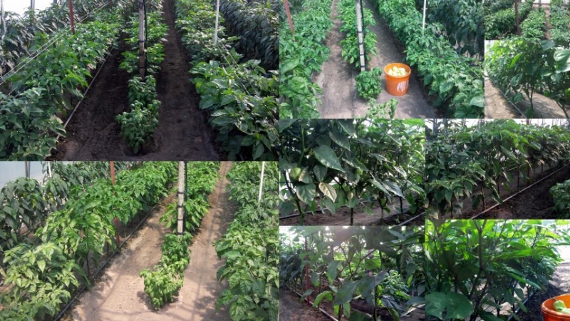 chilli