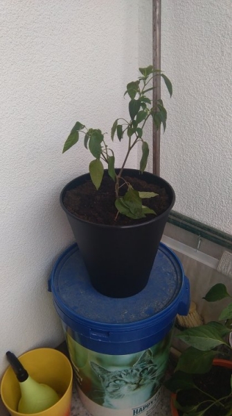 IMAG0084