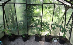 Manzana ve skleníku