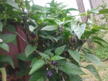 20150713 154617