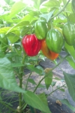 Habanero Red