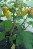 Habanero Yellow