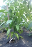 Jalapeno Early