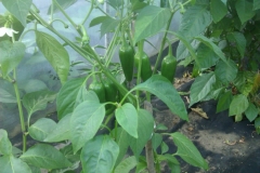 Jalapeno Hercules