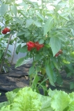 Scotch Bonnet