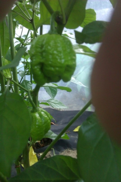 Trinidad Moruga Scorpion