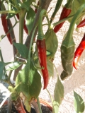 IMG 20150719 095611