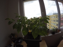 Habanero