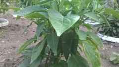 WP 20150720 16 23 07 Pro