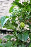 Habanero red savina