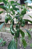 Jalapeno Maylon