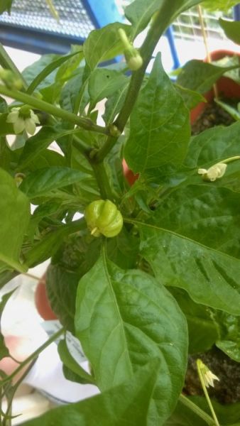paprika