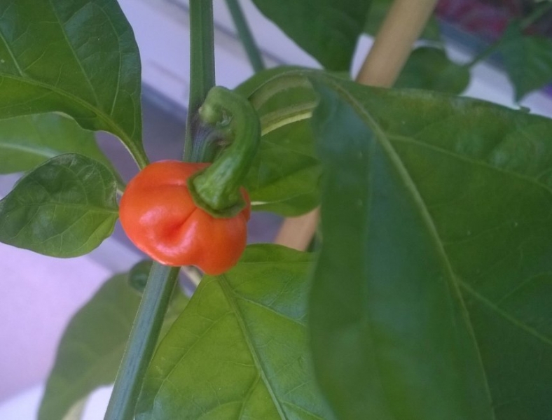 moruga 01