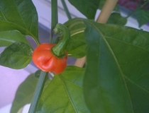 moruga 01