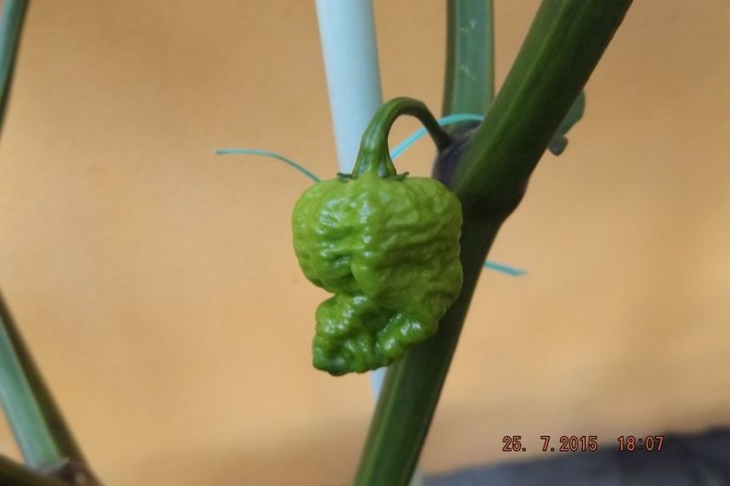 DSCF2506