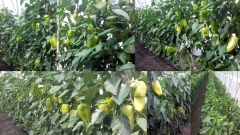 paprikas