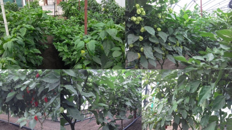 Chilli