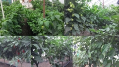 Chilli