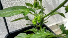 scotch bonnet 2