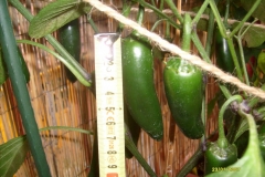 Jalapena30071502