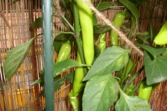Pepperoncina30071501