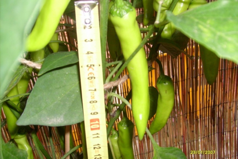 Pepperoncina30071502