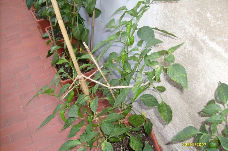 Cayene30071502