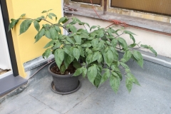 IMG 20150802 100709