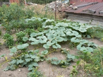 takhle se rozlostlo hokaido