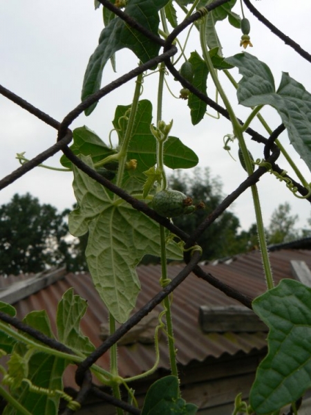 cucamelon