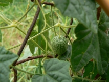 cucamelon2