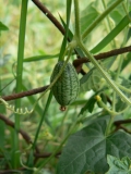 cucamelon3