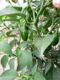 jalapeno