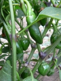 jalapeno1