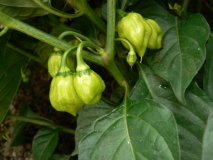 7 pod douglah