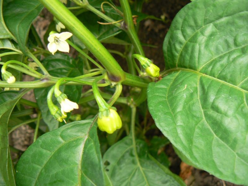 dorset naga
