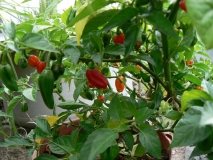 red savina11
