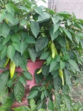 20150803 154934