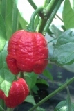 Trinidad Moruga Scorpion