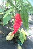 Bhut Jolokia Orange