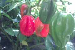 Habanero Red