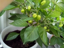 Habanero