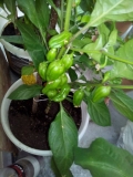 Habanero Bonda Ma Jacques