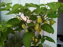 Habanero