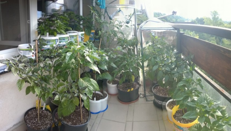 WP 20150721 07 59 01 Panorama