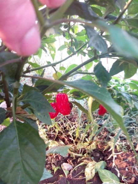 IMG 20150808 192402